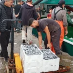 Denizlerde hamsi bereketi, Bu gece balıkçılar yüzlerce kasayla döndü