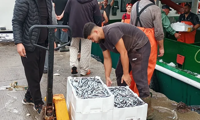 Denizlerde hamsi bereketi, Bu gece balıkçılar yüzlerce kasayla döndü