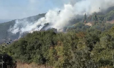 Gebze’de ormanlık alan yangını: Kundaklama şüphesi mi?
